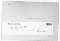 Drepanopeziza ribis image